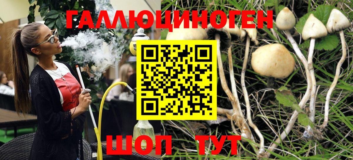 Псилоцибиновые грибы Psilocybe Алексеевка